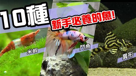 養觀賞魚|10種激推!給新手的魚~養這些!讓你告別養魚殺手~【憩魚水族】